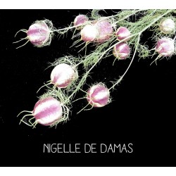 Nigelle de Damas - NIGELL A...