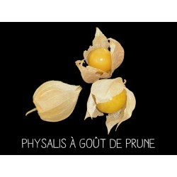 Physalis à goût de prune