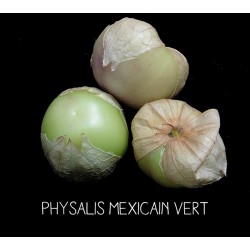 Physalis mexicain vert