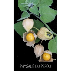 Physalis du Pérou