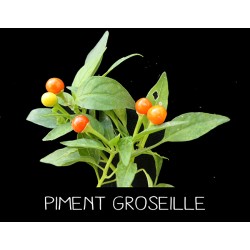 Piment groseille