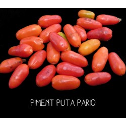 Piment puta pario
