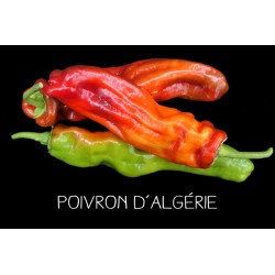 Poivron d’Algérie