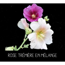 Rose trémière en mélange