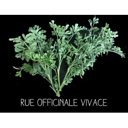 Rue officinale vivace
