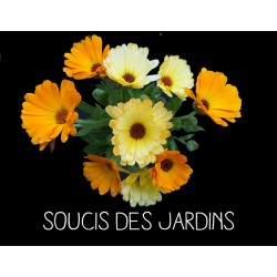 Soucis des jardins -...