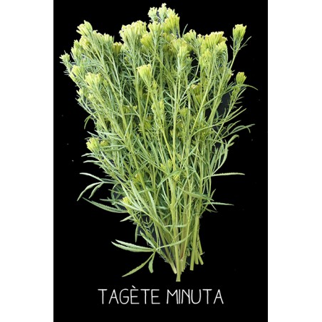 Tagète minuta
