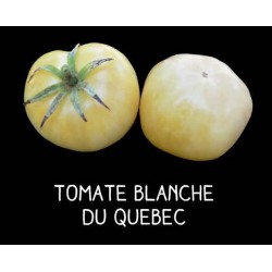 Tomate blanche du Québec
