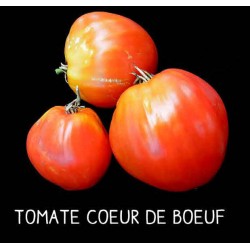 Tomate cœur de bœuf rouge