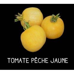 Tomate pêche jaune