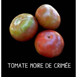 Tomate noire de Crimée