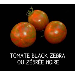 Tomate black zebra ou...