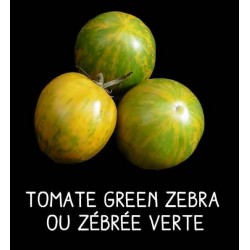 Tomate green zebra ou...