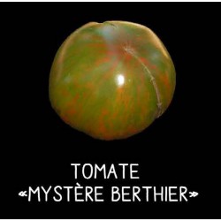 Tomate Mystère Berthier