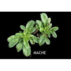 Mâche verte à cœur plein -...