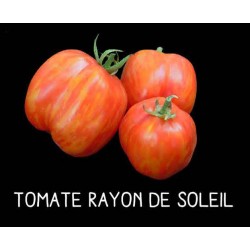 Tomate rayon de soleil