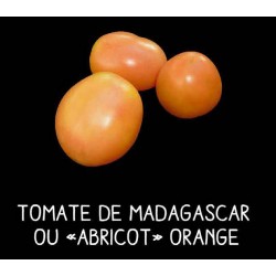 Tomate de Madagascar ou...