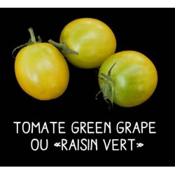 Tomate green grape ou...
