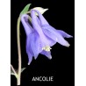 Ancolie Commune
