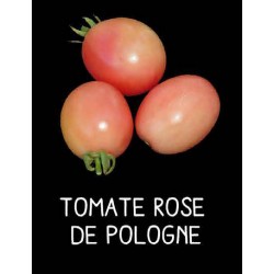 Tomate rose de Pologne
