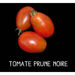Tomate prune noire