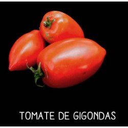 Tomate de Gigondas
