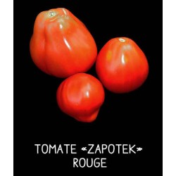 Tomate «zapotek» rouge