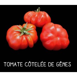 Tomate côtelée de Gênes