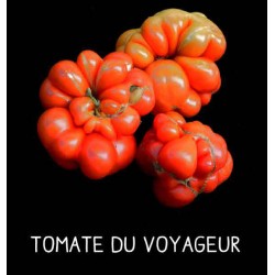 Tomate du voyageur