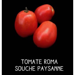Tomate Roma souche paysanne