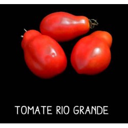 Tomate rio grande