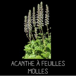 Acanthe à feuilles molles -...