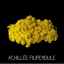 Achillée fillipendule -...