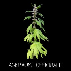 Agripaume officinale -...