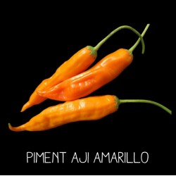 Piment Aji amarillo