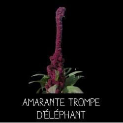 Amarante trompe d’éléphant...
