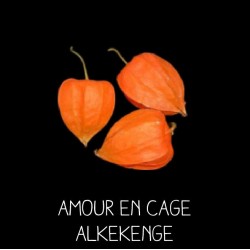 Amour en cage lanterne...