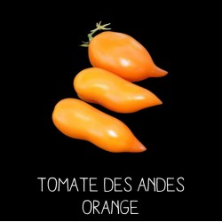 Tomate des Andes orange