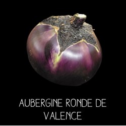 Aubergine Ronde de Valence