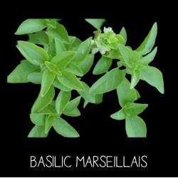 Basilic Marseillais