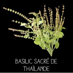 Basilic sacré de ThaÏlande