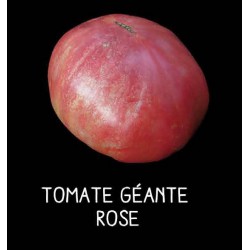 Tomate géante rose