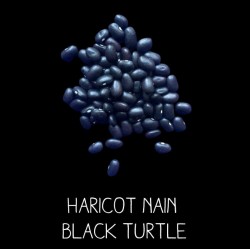 Haricot nain black turtle...