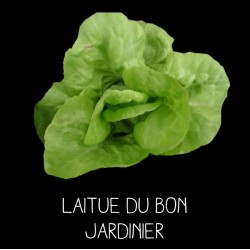 Laitue du bon jardinier