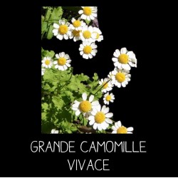 Grande camomille vivace