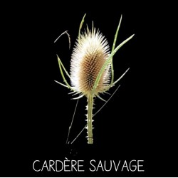 Cardère sauvage - DISPACUS...