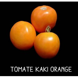 Tomate kaki orange