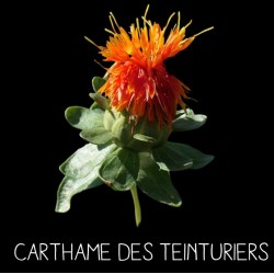 Carthame des teinturiers -...