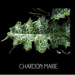 Chardon marie - SILYBUM...