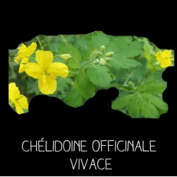 Chélidoine officinale...
